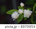 白モッコウ 8970954