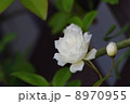 白モッコウ 8970955