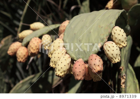 サボテンの実 8971339