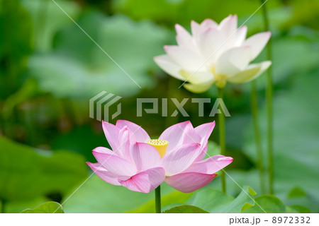 蓮華 8972332