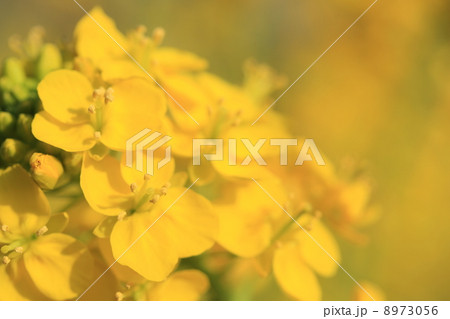 菜の花 8973056