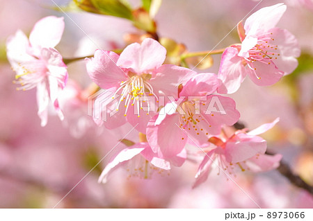 河津桜 河津桜 8973066