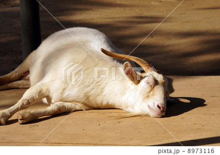 天王寺動物園のヤギ 8973116