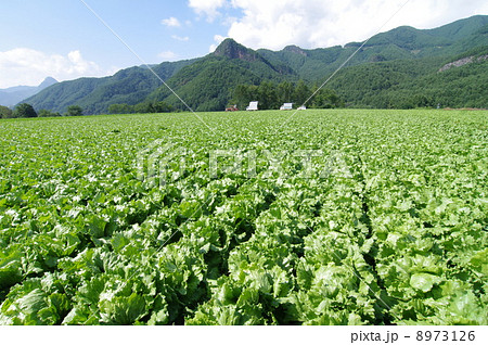 レタス畑（高原野菜/長野県） 8973126