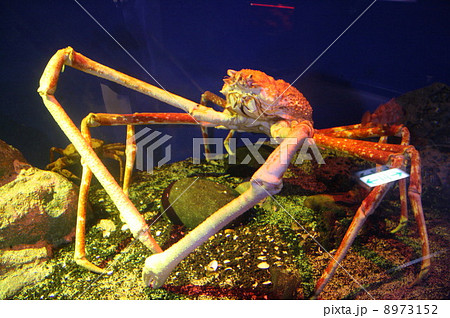 深海の蟹 8973152