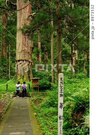 天然記念物 爺杉 羽黒山 天然記念物 爺杉 羽黒山 8973532