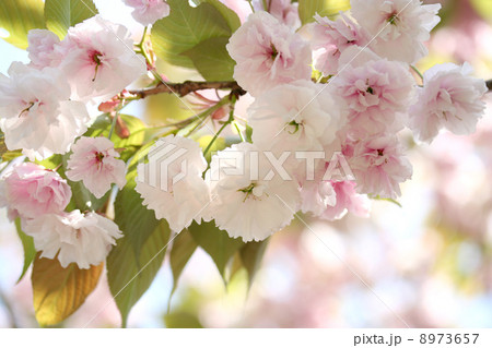 八重桜 8973657