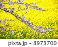 桜　菜の花 8973700