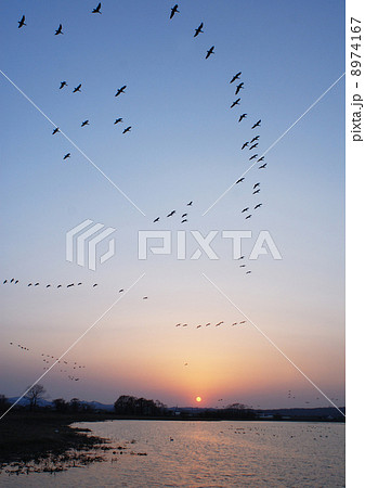 北海道宮島沼のマガン 8974167