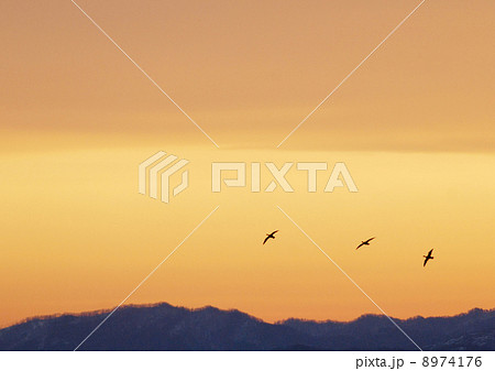 宮島沼のマガン 宮島沼のマガン 8974176