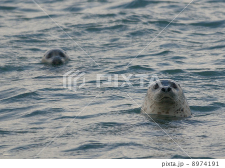 北海道抜海のアザラシ 8974191