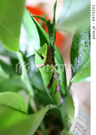 アゲハの幼虫 8974201