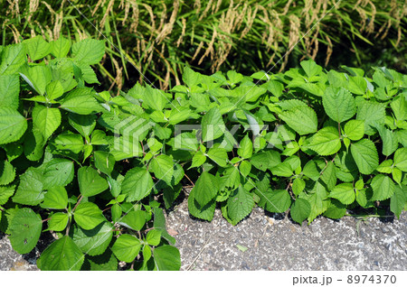 畦道の紫蘇 8974370