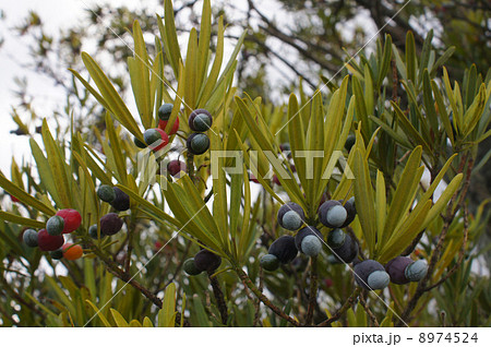 イヌマキの実 8974524