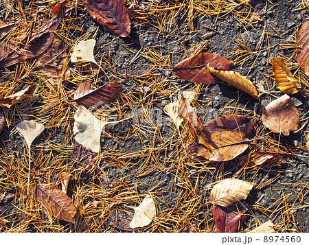 イチョウと落葉松模様 8974560