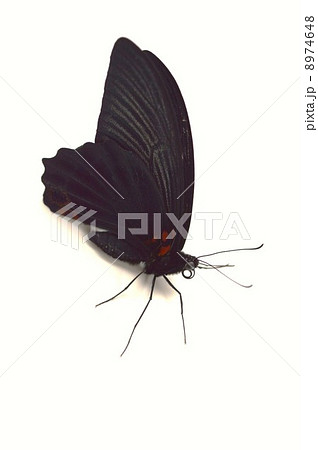 ナガサキアゲハの羽根 白バック背景 ナガサキアゲハの羽根 白バック背景 8974648
