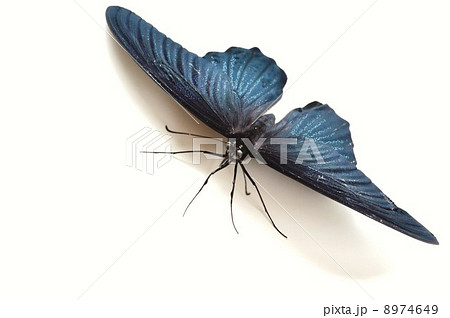 ナガサキアゲハの羽根 白バック背景 ナガサキアゲハの羽根 白バック背景 8974649
