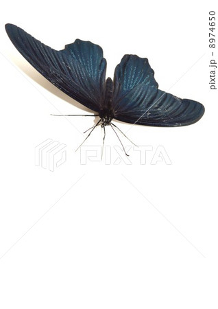 ナガサキアゲハの羽根　白バック背景 8974650