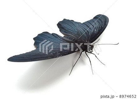 ナガサキアゲハの羽根　白バック背景 8974652