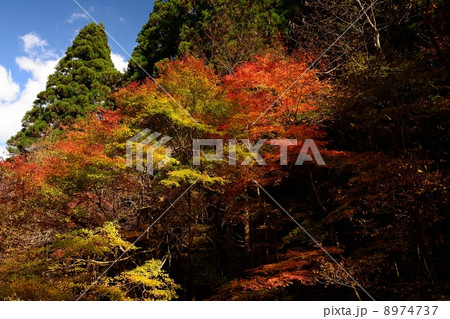 花園渓谷の紅葉の写真素材