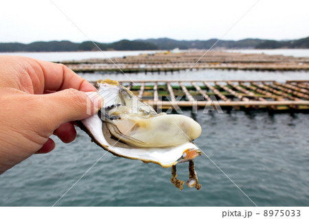 剥きたて牡蠣 剥きたて牡蠣 8975033