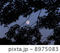 月と椛 8975083