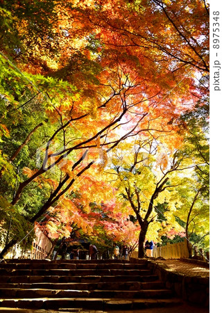 秋の永源寺 8975348