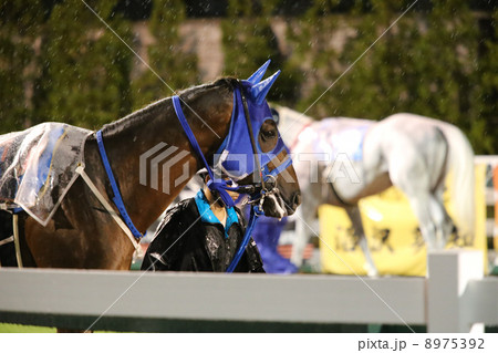 雨のパドック 雨のパドック 8975392
