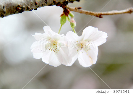 冬桜Ｃ 8975541