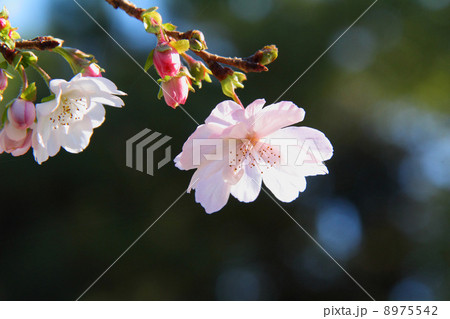 冬桜Ｂ 8975542