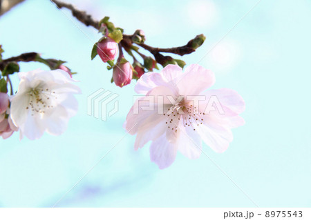 冬桜Ａ 8975543