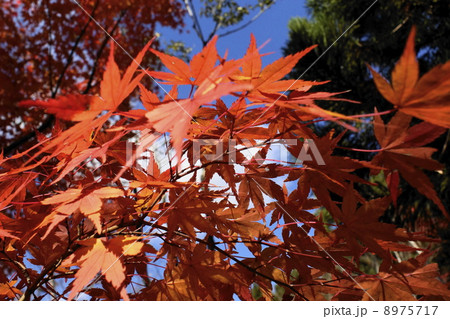 もみじ 紅葉 01 もみじ 紅葉 01 8975717