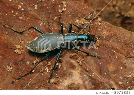 マイマイカブリ 8975832