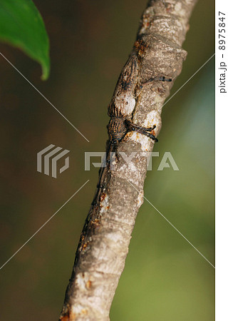 越冬中のタテジマカミキリ 8975847