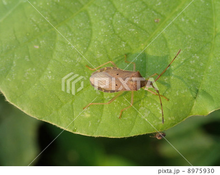 ホシハラビロヘリカメムシ 8975930