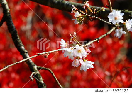 Fantastic Autumn 8976125