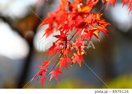 Autumn Color Scheme 8976126
