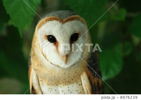 メンフクロウ 8976239