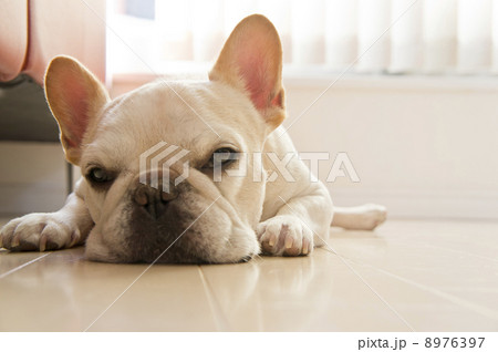 フレンチブルドッグ 8976397