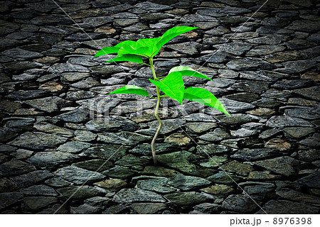 Small plant growing from a stone pavement 8976398