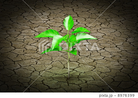 Small plant growing from a stone pavement 8976399