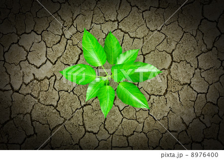 Small plant growing from a stone pavement 8976400