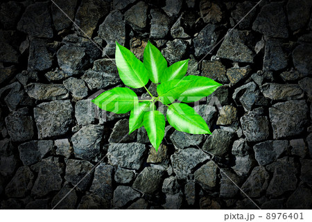 Small plant growing from a stone pavement 8976401