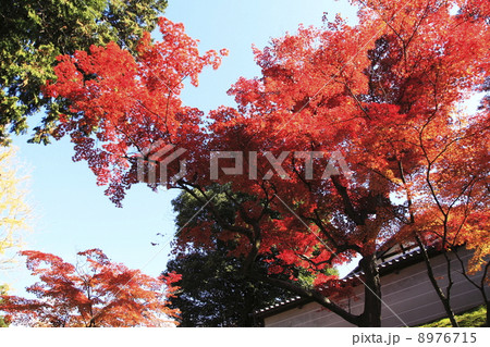 曼殊院の紅葉 8976715