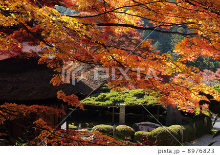 京都　善峯寺　紅葉 8976823