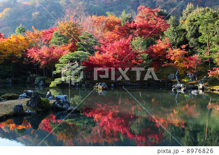 京都　天龍寺　曹源池庭園 8976826