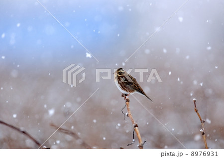 カシラダカ カシラダカ 8976931