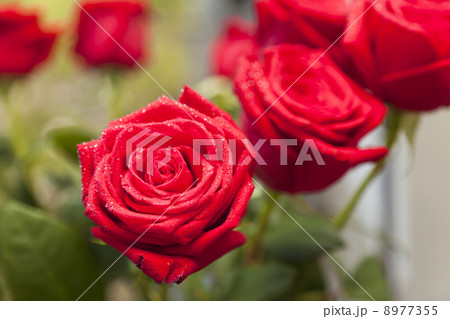 Red roses 8977355