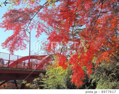 高津戸峡 高津戸橋とモミジの写真素材
