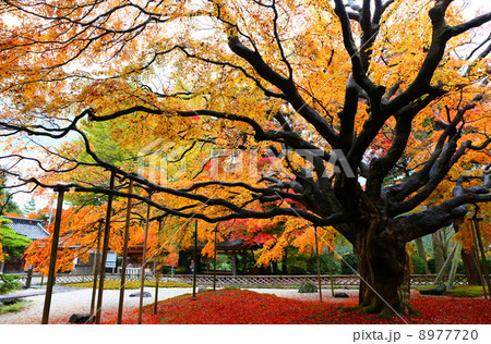 雷山千如寺大悲王院 8977720